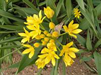 Ail dore, Allium moly (fam Liliacees) (Europe meridionale) (2) (Photo F. Mrugala)